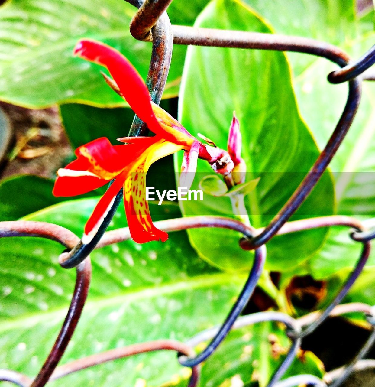 CLOSE-UP OF FLOWERING PLANT