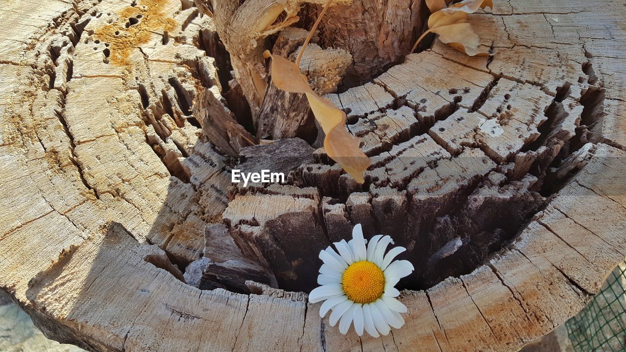 CLOSE-UP HIGH ANGLE VIEW OF FLOWER