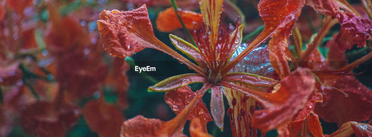 Close-up of wet orange flowers in rainy season