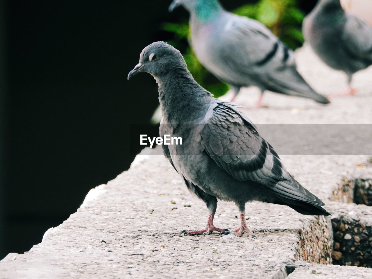 Pigeons perching on retaining wall