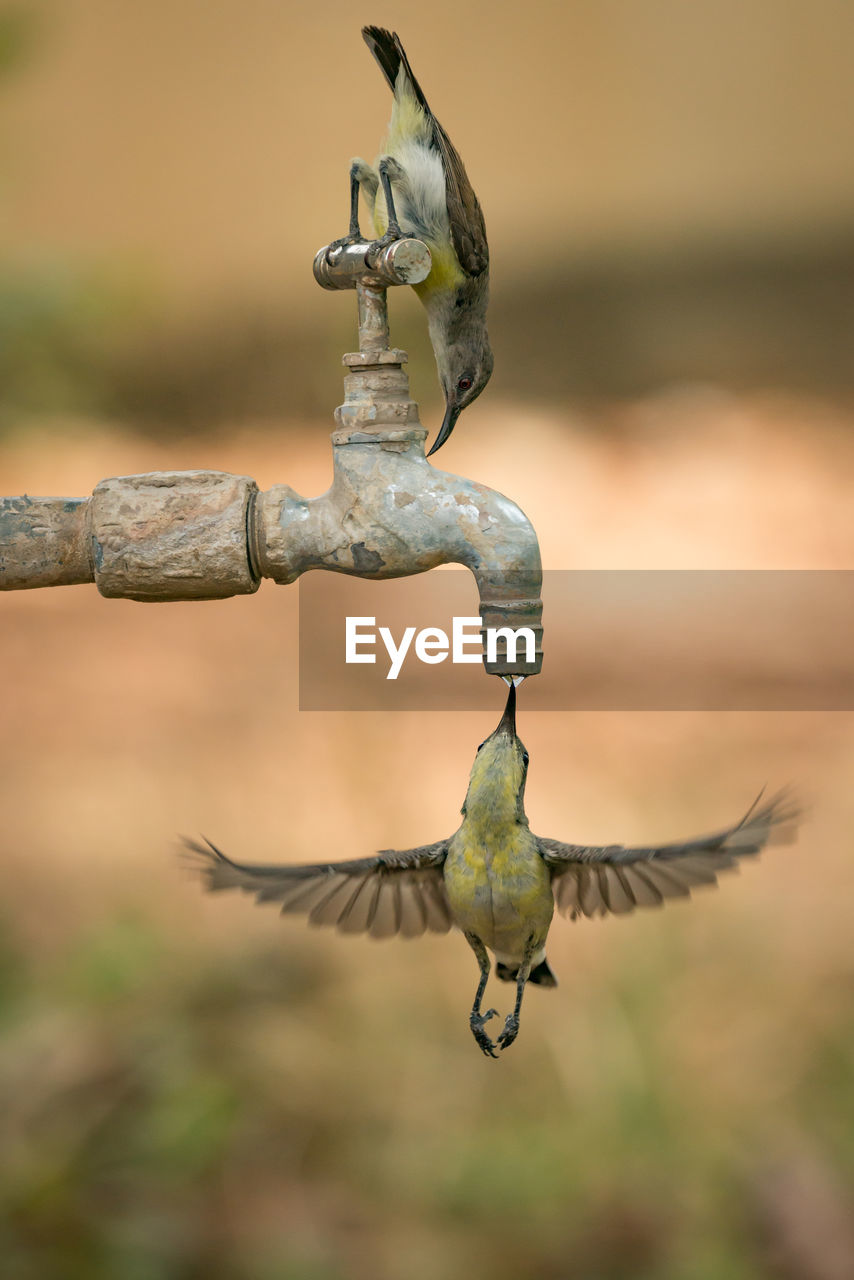 Close-up of two hummingbirds