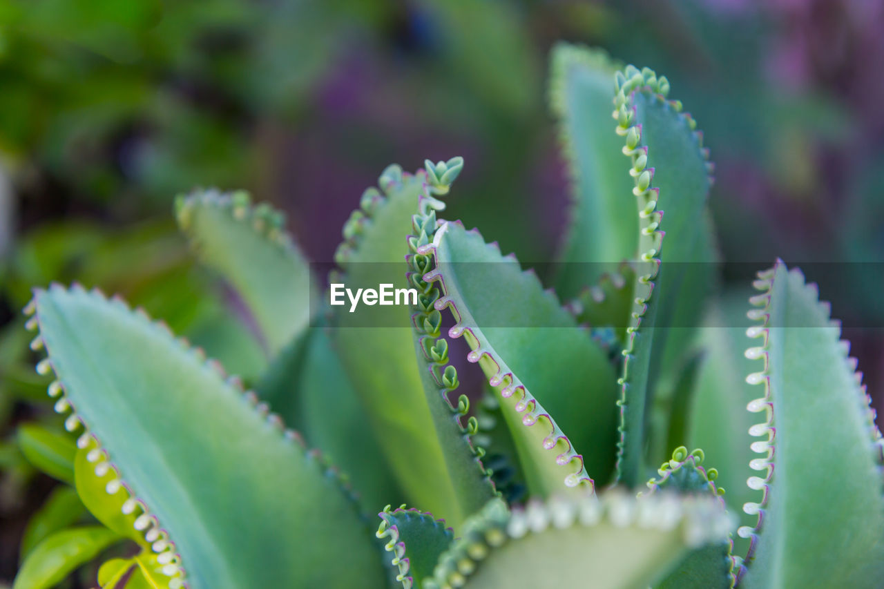 CLOSE-UP OF SUCCULENT PLANT IN GARDEN