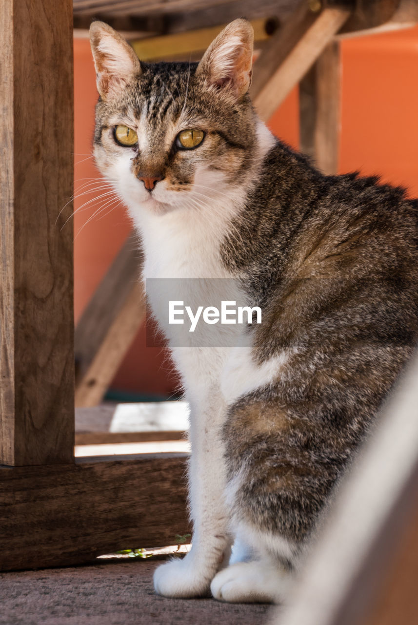 CLOSE-UP PORTRAIT OF CAT SITTING ON FLOOR