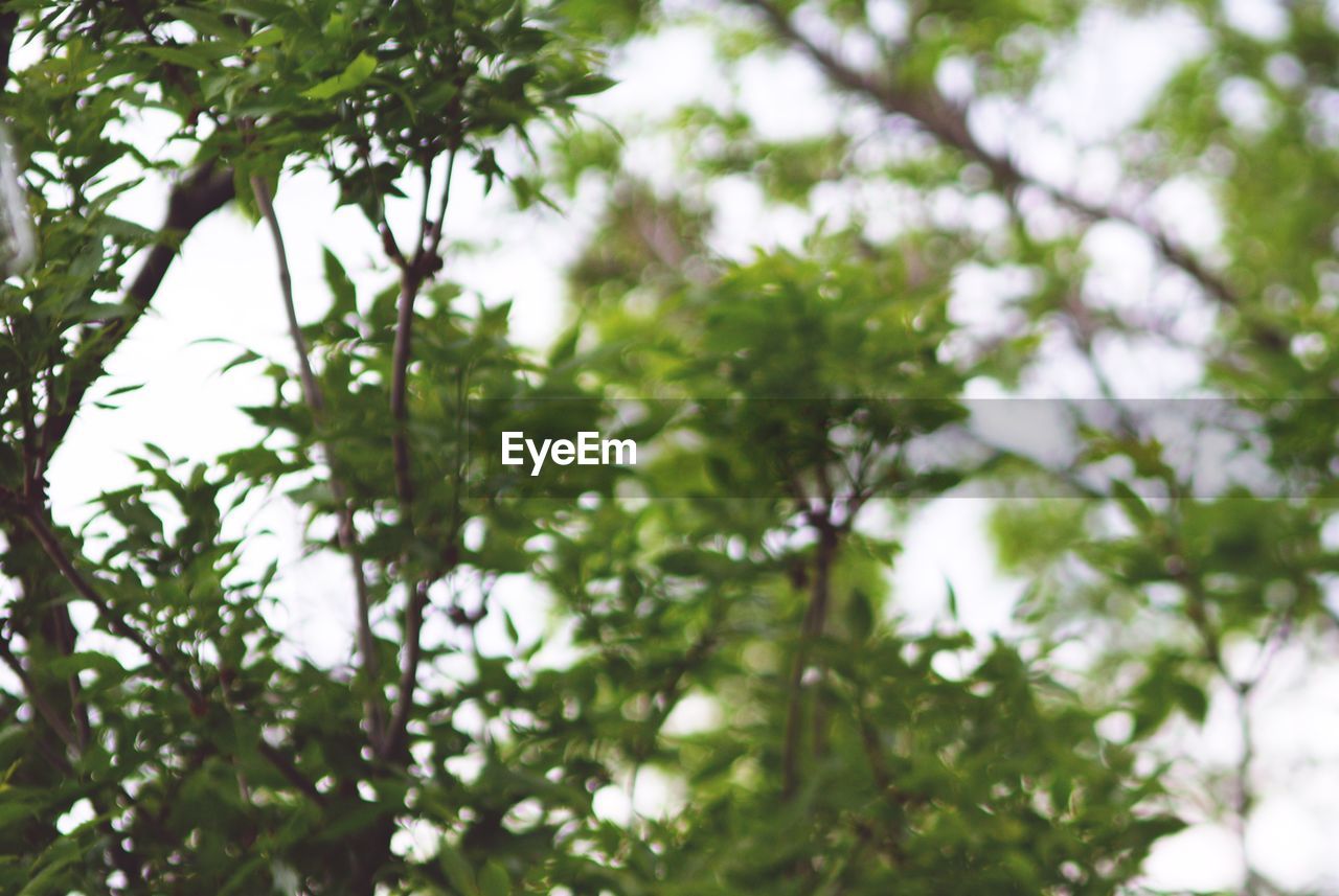 LOW ANGLE VIEW OF TREES