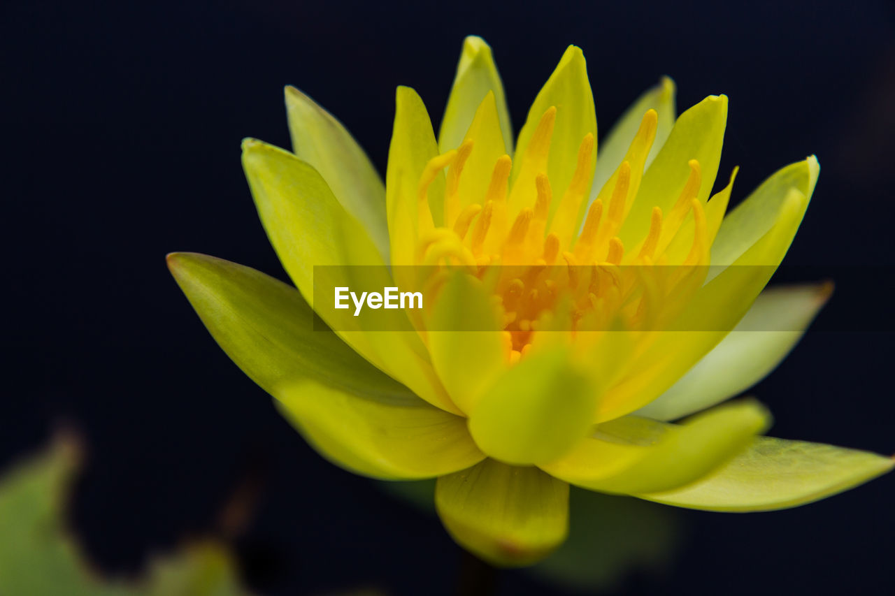 CLOSE-UP OF YELLOW FLOWERING PLANT