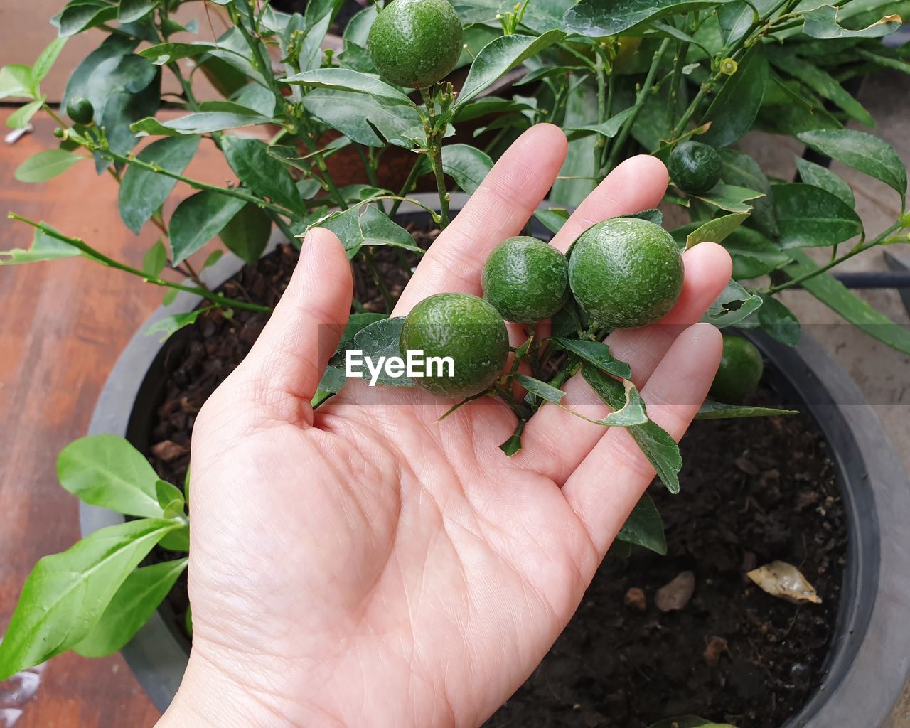 CROPPED IMAGE OF HAND HOLDING FRESH FRUITS