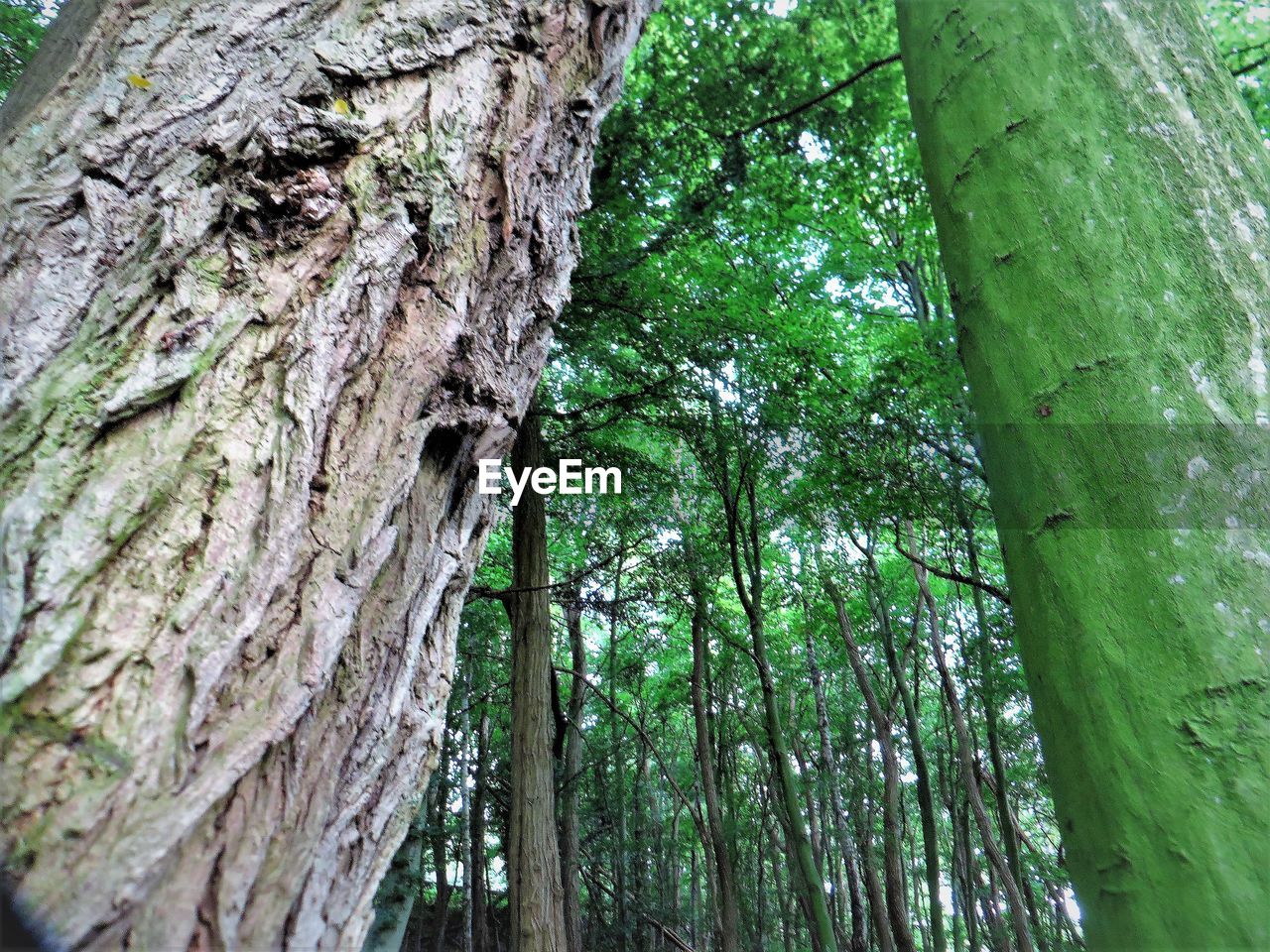 LOW ANGLE VIEW OF BAMBOO TREE TRUNK