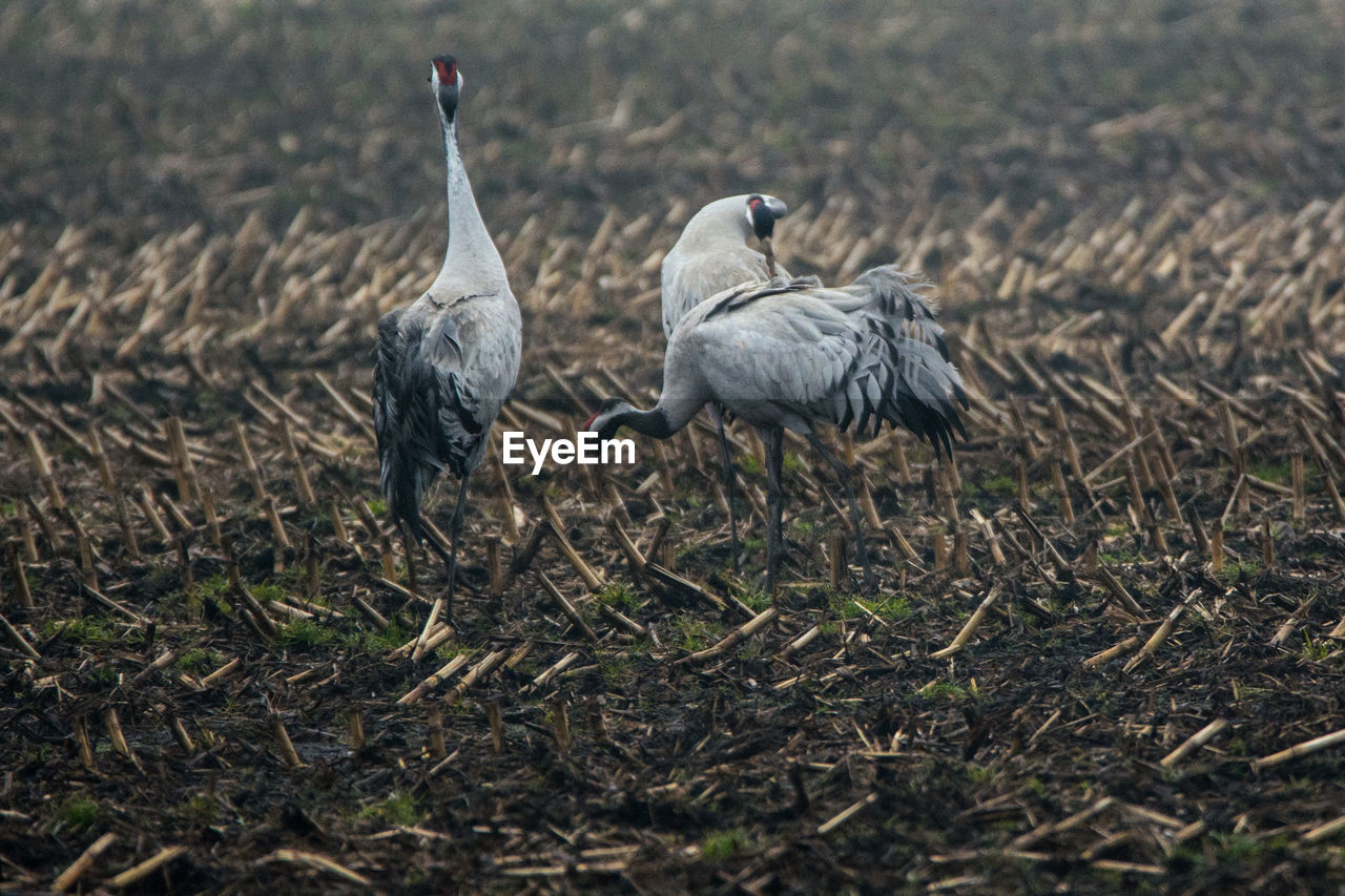 Gray herons walking on field