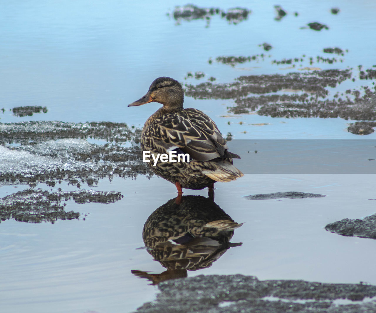 DUCK ON A LAKE