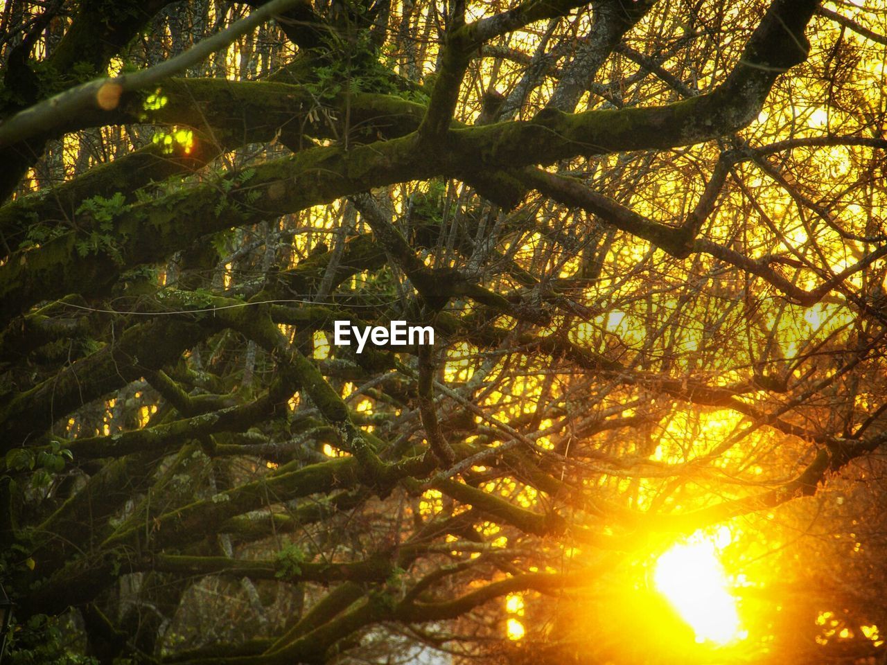 LOW ANGLE VIEW OF TREES AT SUNSET