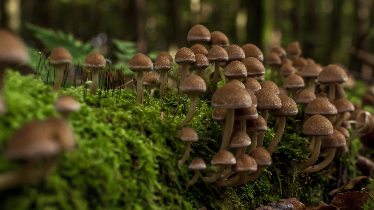 Close-up of mushrooms growing on moss