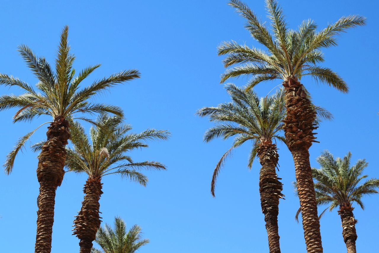 Low angle view of palm trees against clear blue sky