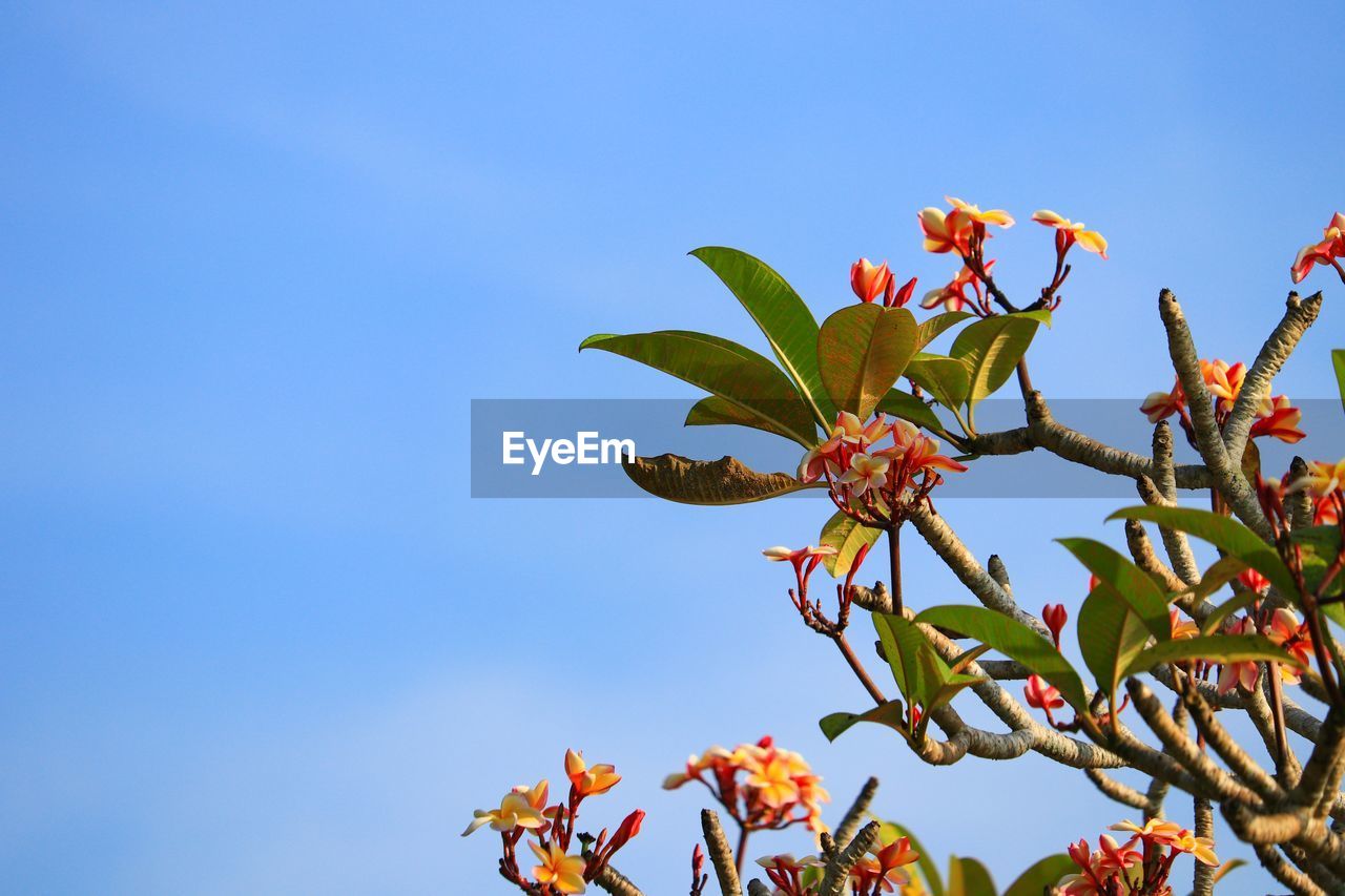 Low angle view of flowering plant against clear blue sky