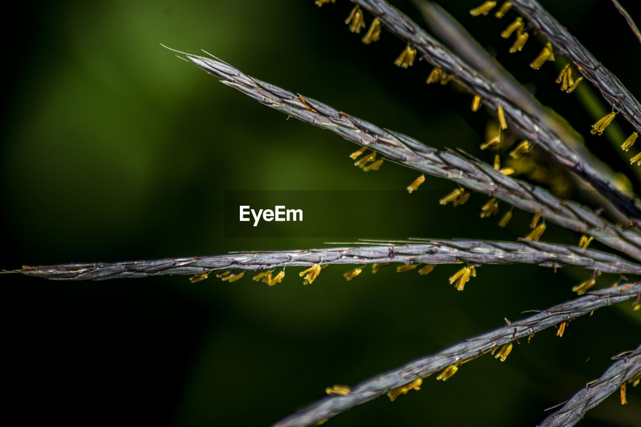 Close-up of plant against black background