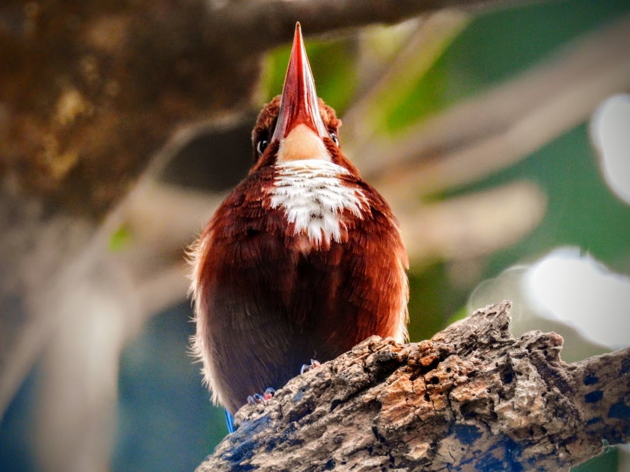 CLOSE-UP OF BIRD