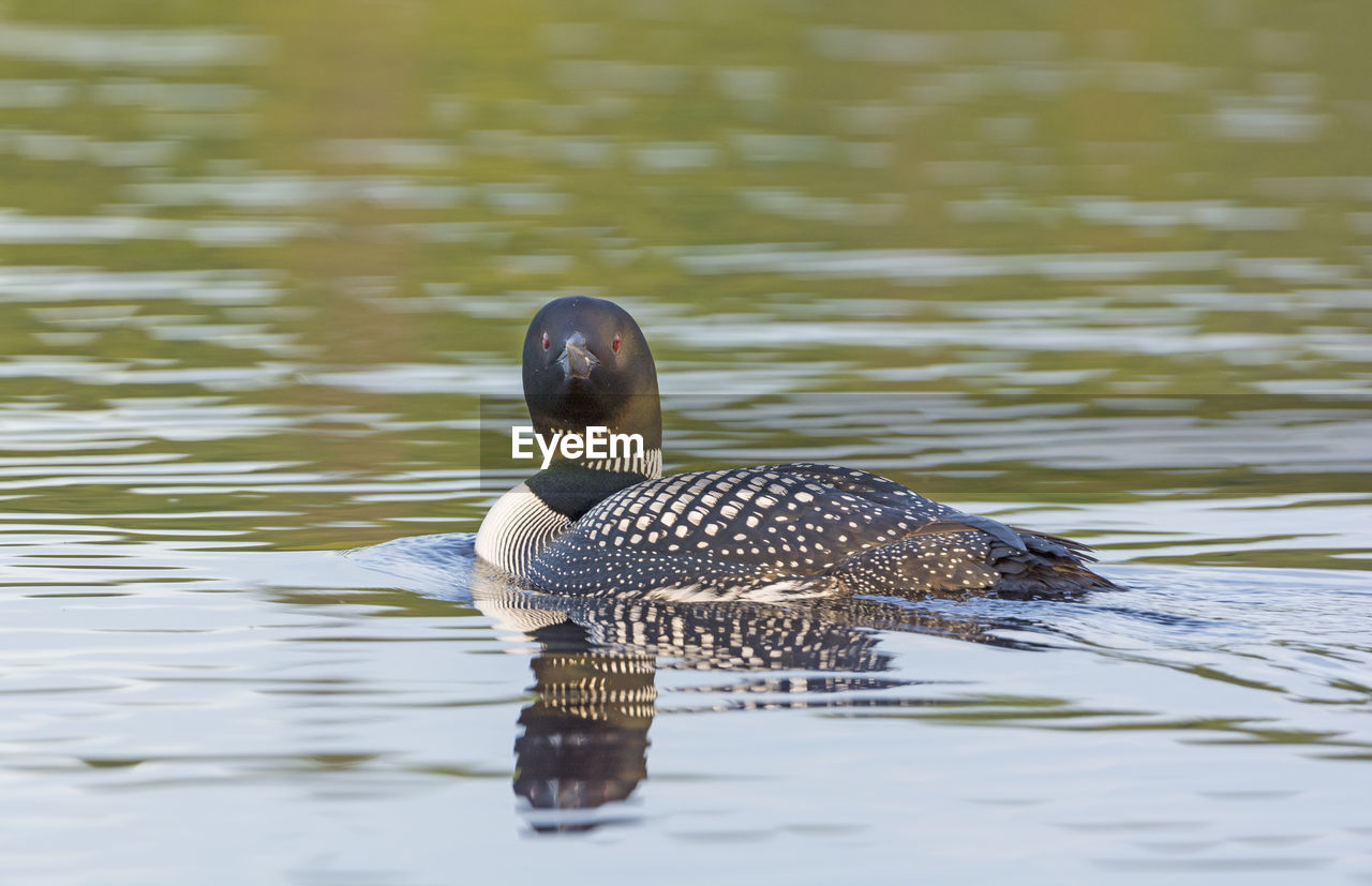 Common loon in sagnaga lake in quetico provincial park