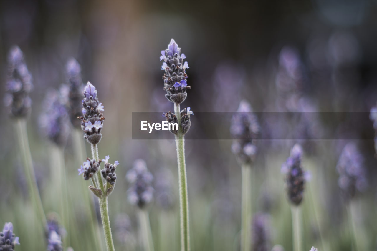 Flowers of bokeh 