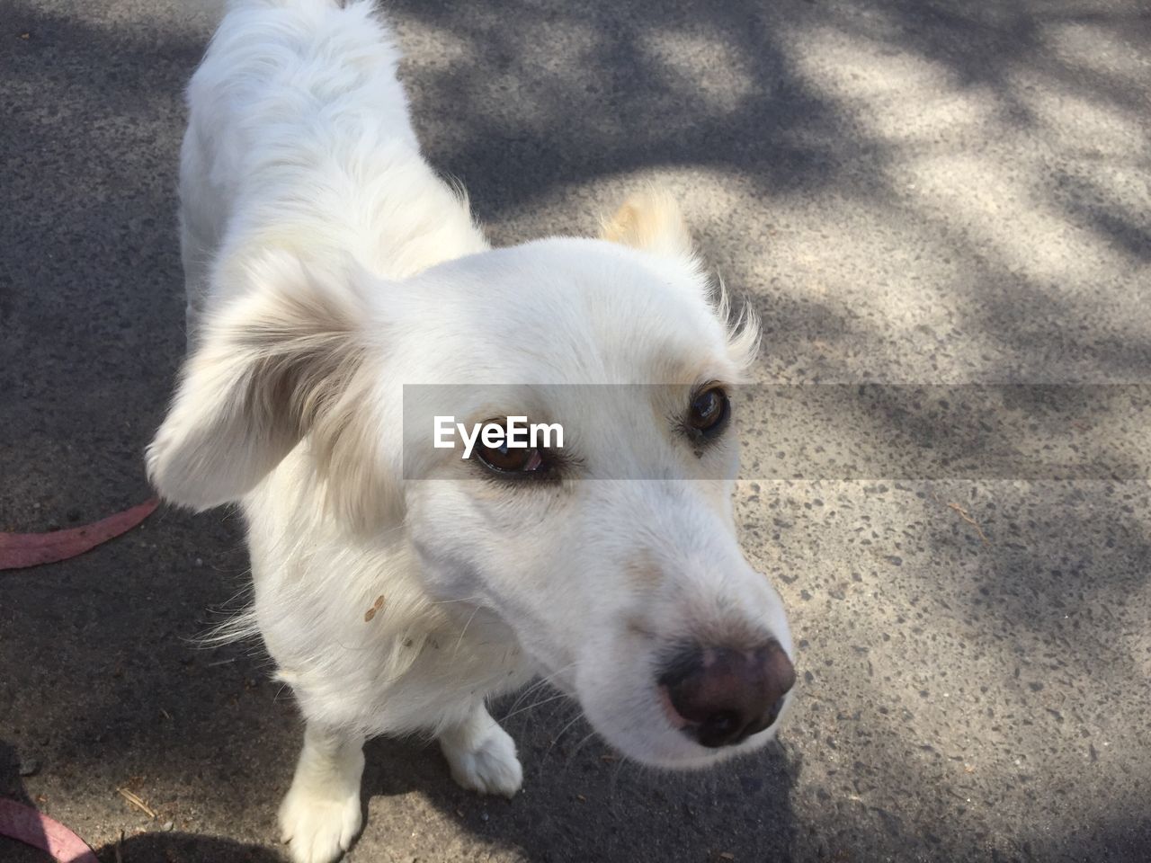 High angle portrait of dog standing on street