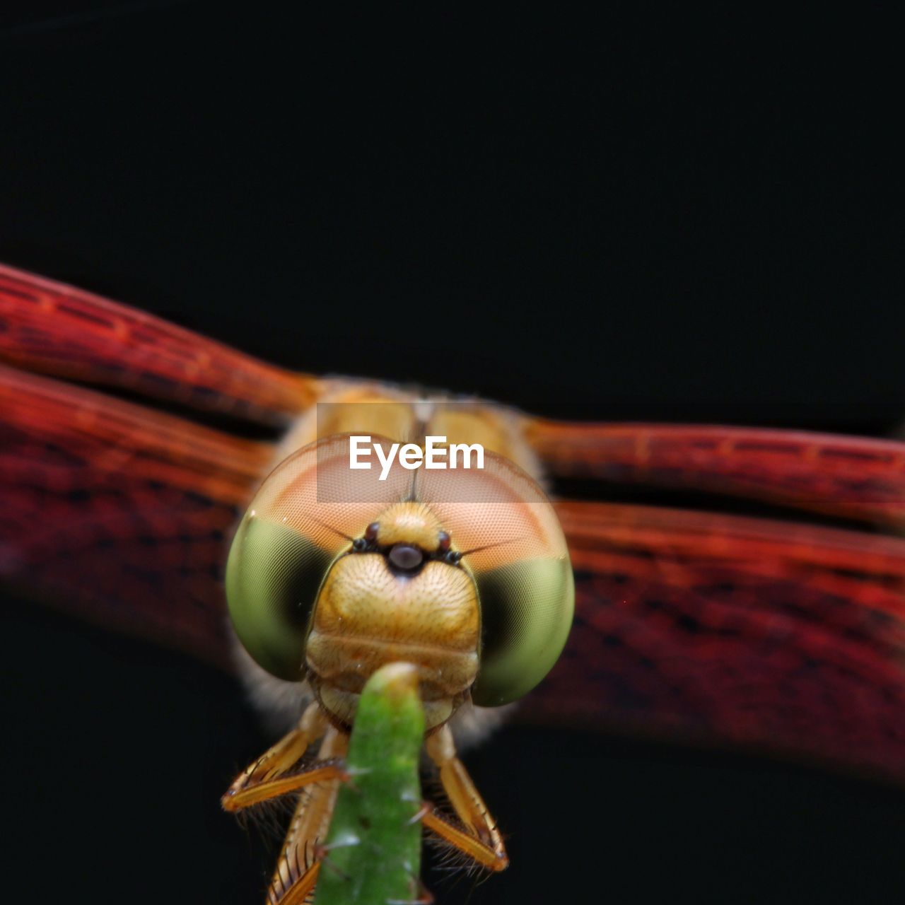 CLOSE-UP OF INSECT ON PLANT