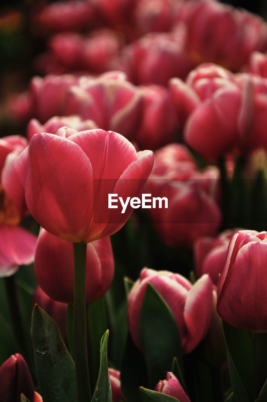 Close-up of pink tulips blooming at field