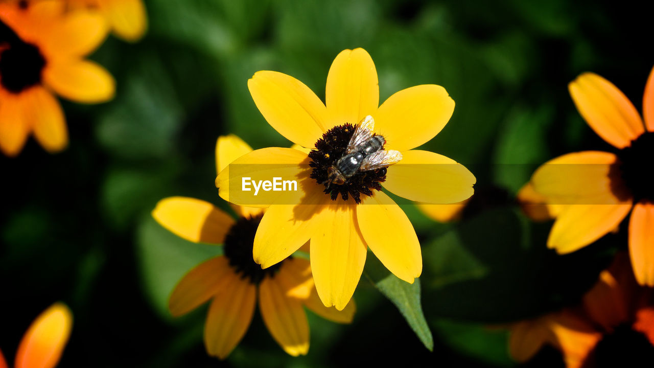 CLOSE-UP OF BEE POLLINATING ON YELLOW FLOWER BLOOMING OUTDOORS