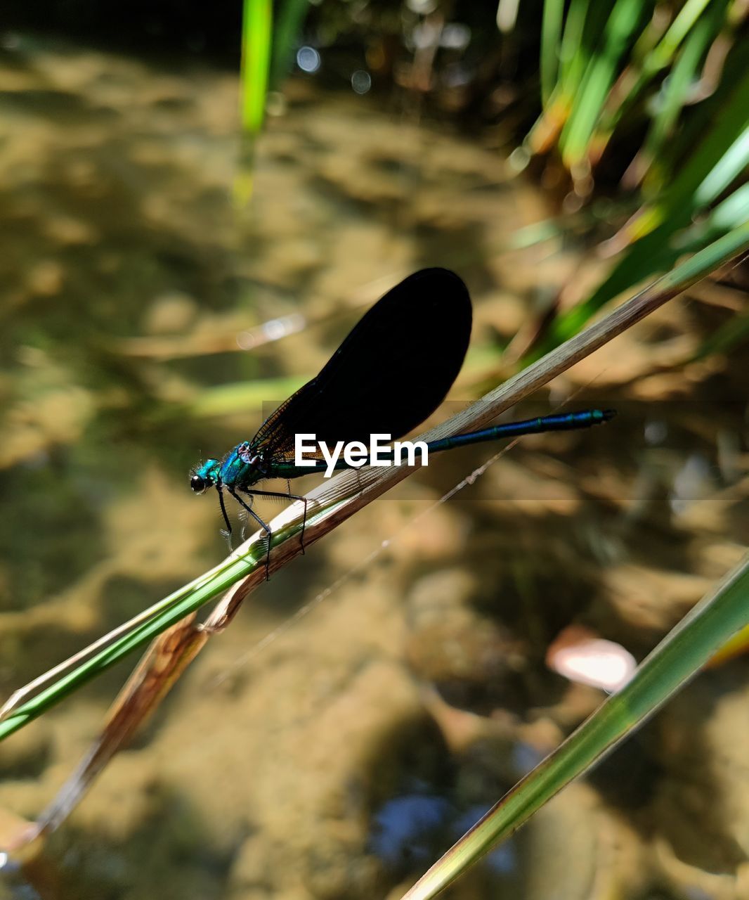 green, nature, animal themes, animal wildlife, animal, dragonfly, wildlife, insect, one animal, dragonflies and damseflies, leaf, animal wing, branch, macro photography, plant, close-up, flower, focus on foreground, no people, outdoors, beauty in nature, water, day, tree, grass, perching, yellow