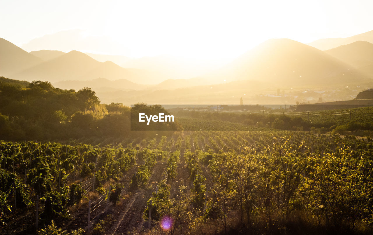 Vineyards at dawn. sun-drenched vineyards against the backdrop of mountains.