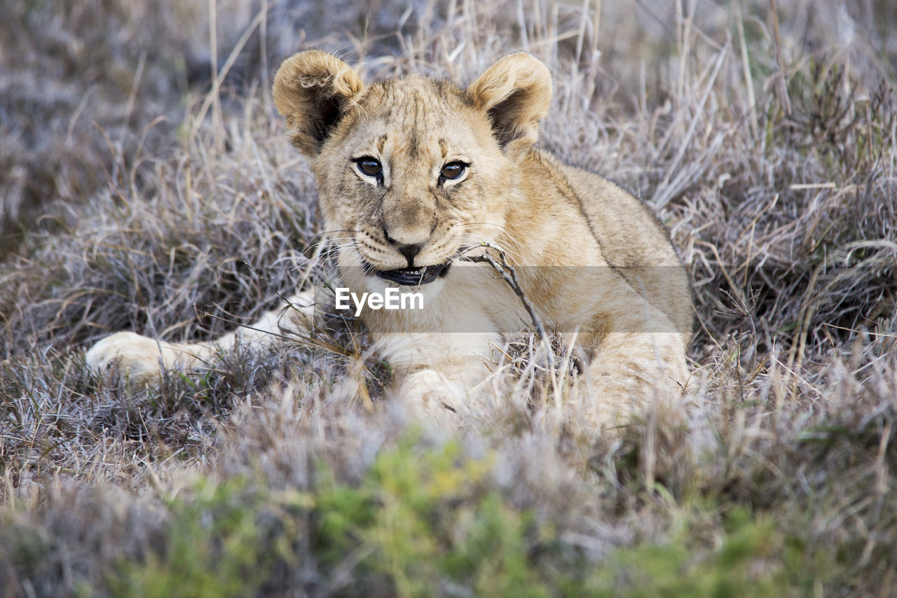 Portrait of lioness relaxing on field