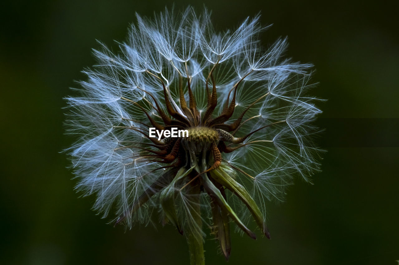 Close-up of wilted dandelion seeds