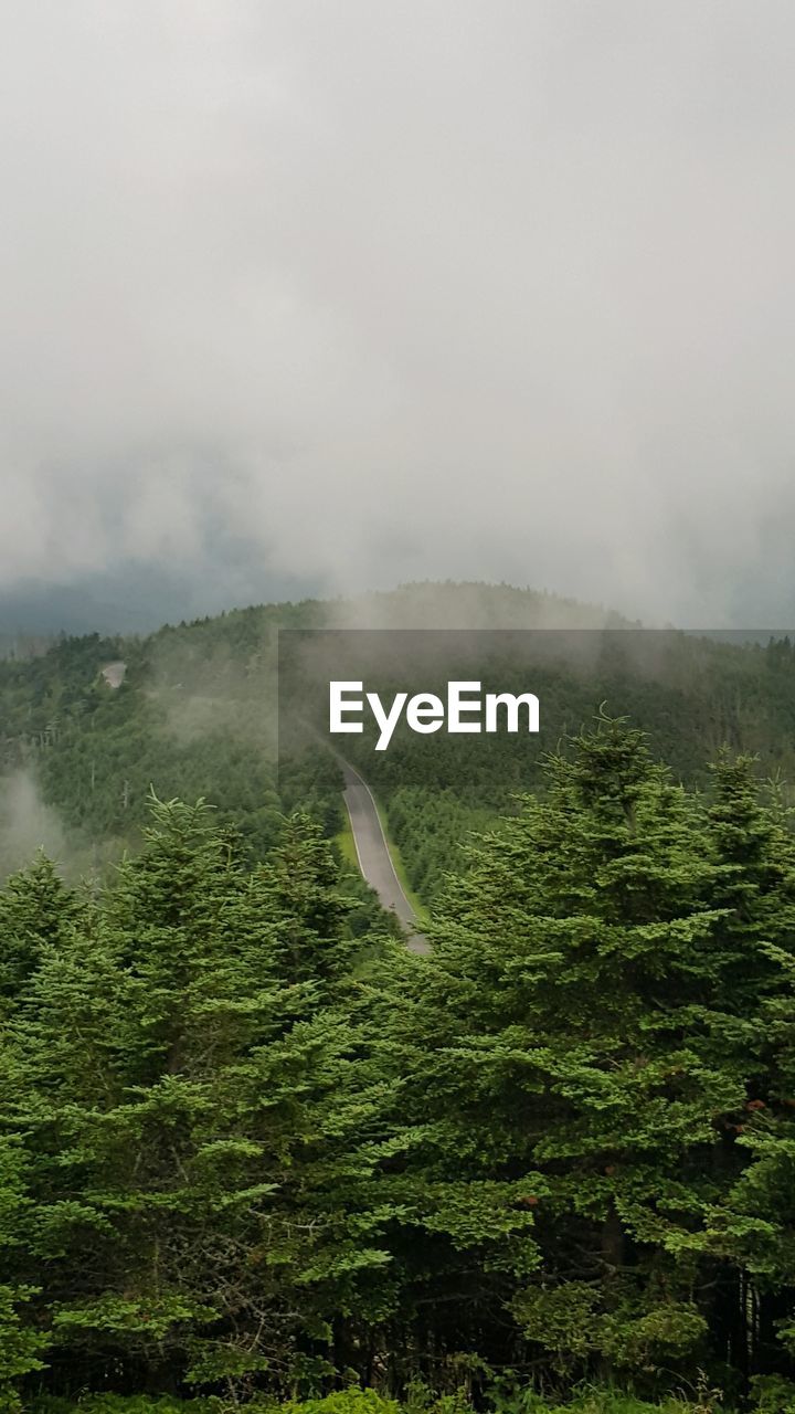 Scenic view of forest in mount mitchell state park during foggy weather