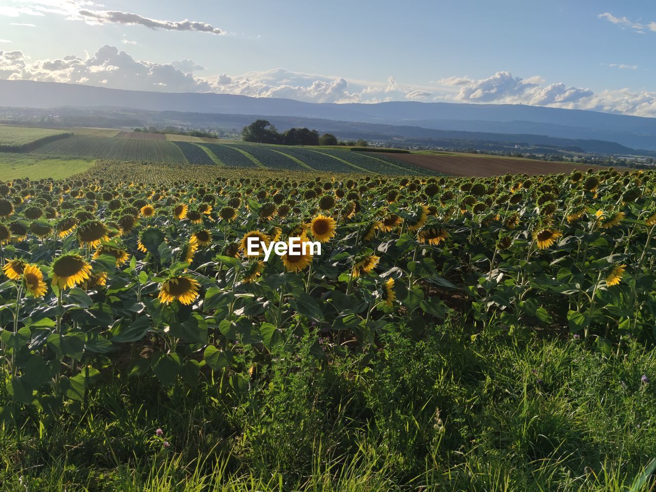 plant, landscape, environment, beauty in nature, sky, nature, field, flower, land, flowering plant, scenics - nature, freshness, rural scene, meadow, grassland, agriculture, growth, mountain, yellow, plain, cloud, no people, prairie, tranquility, grass, crop, wildflower, sunflower, green, tranquil scene, mountain range, sunlight, rural area, non-urban scene, outdoors, farm, summer, springtime, food, idyllic, food and drink, day, travel, tree, horizon over land, fragility, abundance, blue, travel destinations, flower head, sun, sunset, environmental conservation, sunny, horizon, plant part, natural environment, leaf