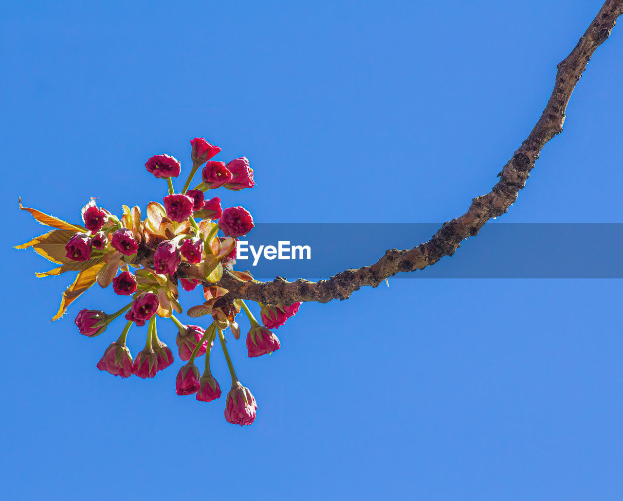 flower, sky, blue, nature, clear sky, branch, no people, outdoors, low angle view, sunny, plant, tree, red, day, celebration, tradition, leaf