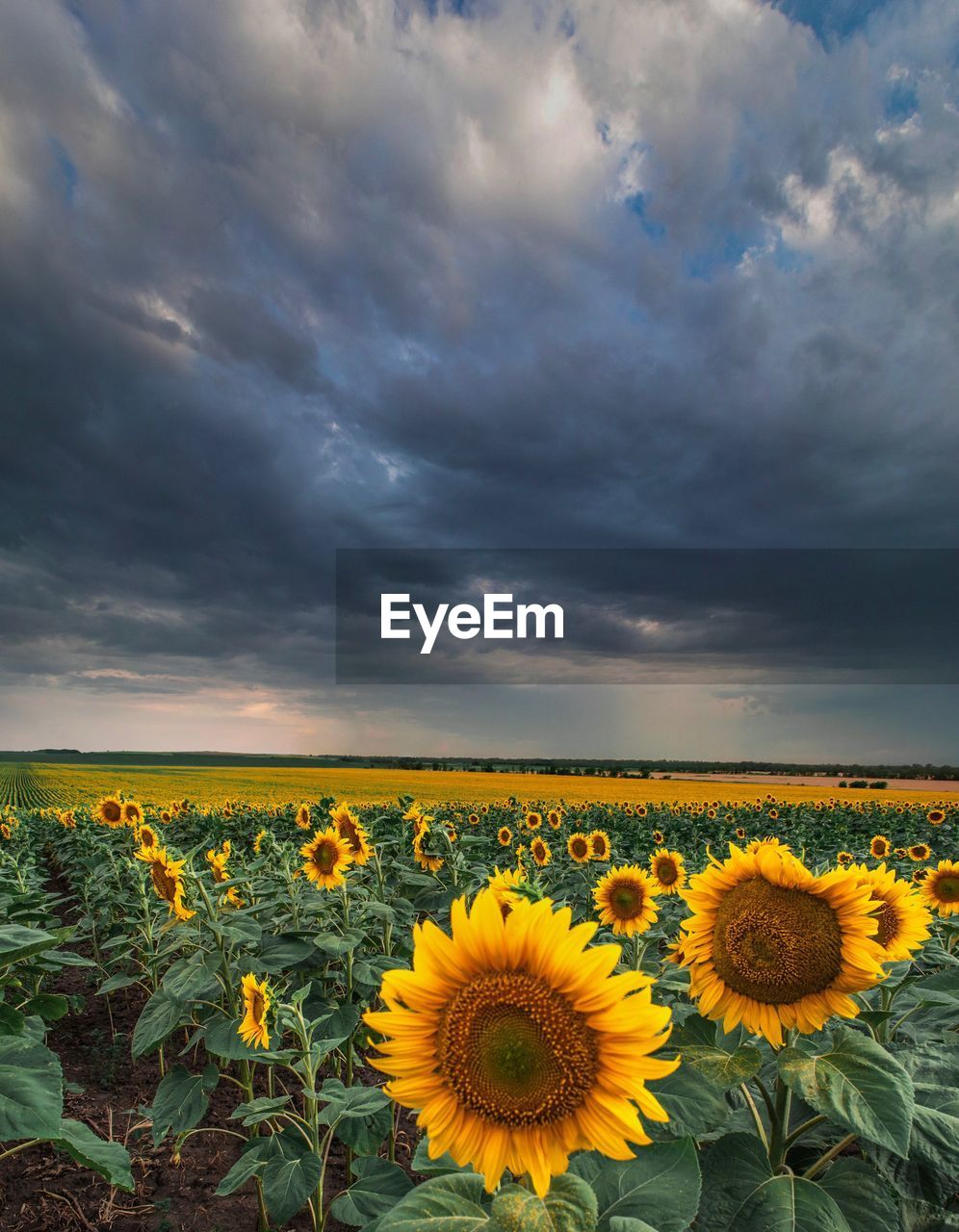 SUNFLOWERS ON FIELD AGAINST CLOUDY SKY DURING DUSK