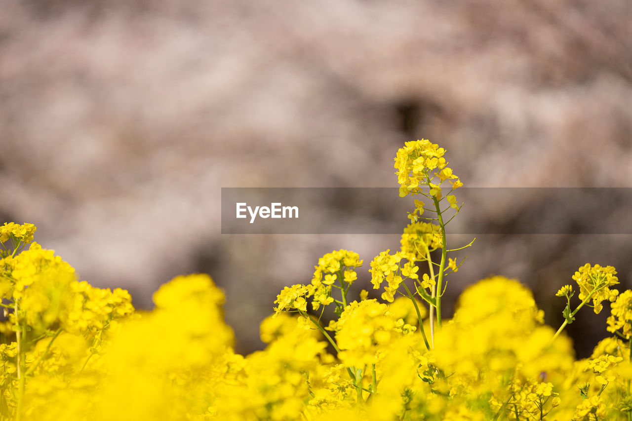 Scenic view of oilseed rape field