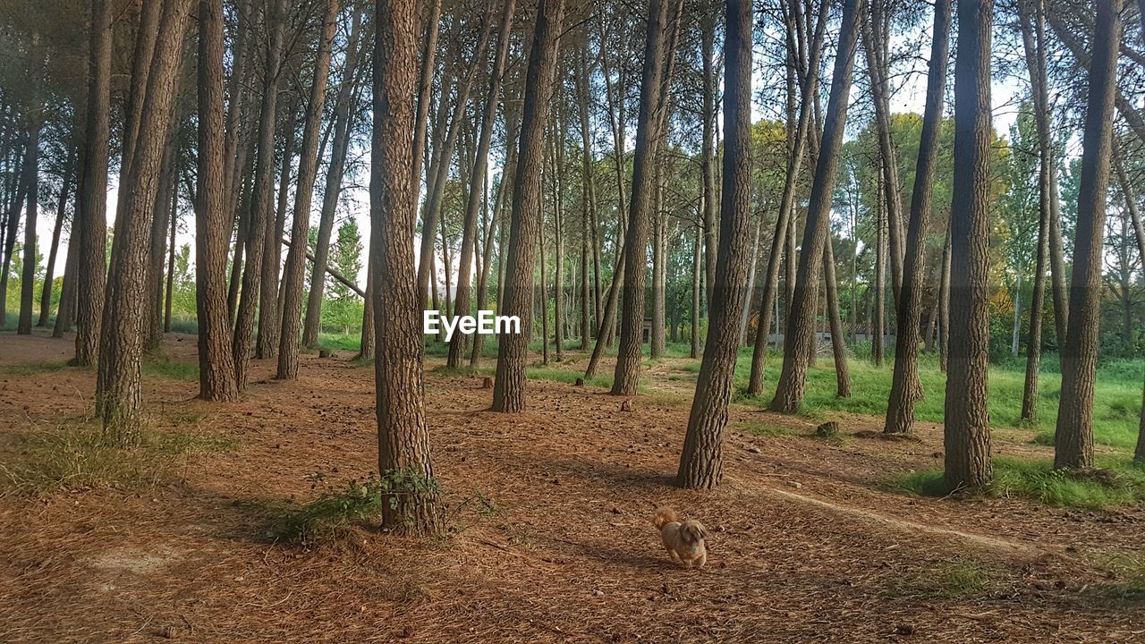 VIEW OF AN ANIMAL ON A FOREST