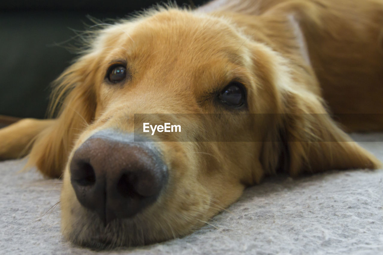 Close-up portrait of golden retriever