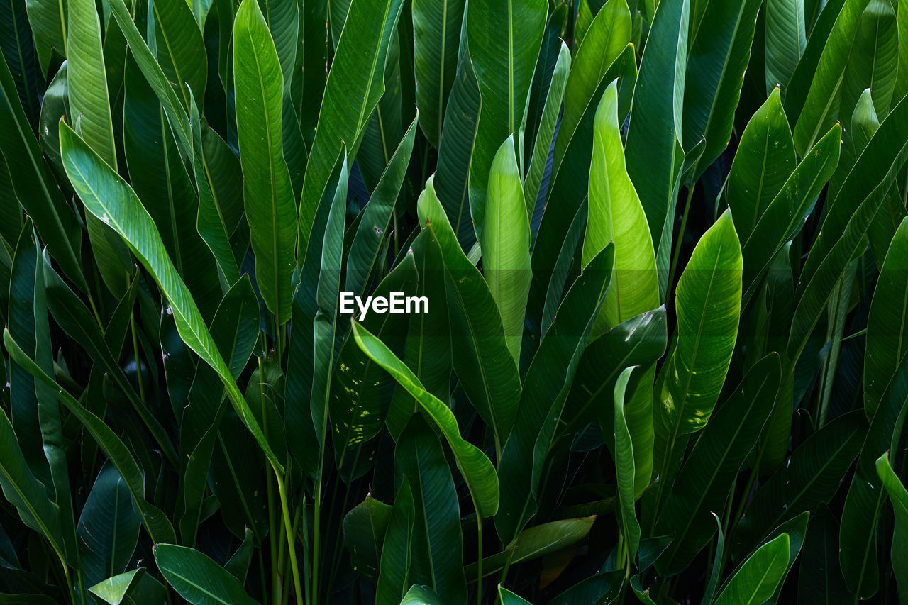 green, plant, growth, grass, beauty in nature, nature, leaf, field, plant part, agriculture, land, no people, backgrounds, full frame, crop, close-up, plant stem, flower, freshness, rural scene, cereal plant, outdoors, landscape, day, farm, lawn, tranquility, food and drink, lush foliage, environment