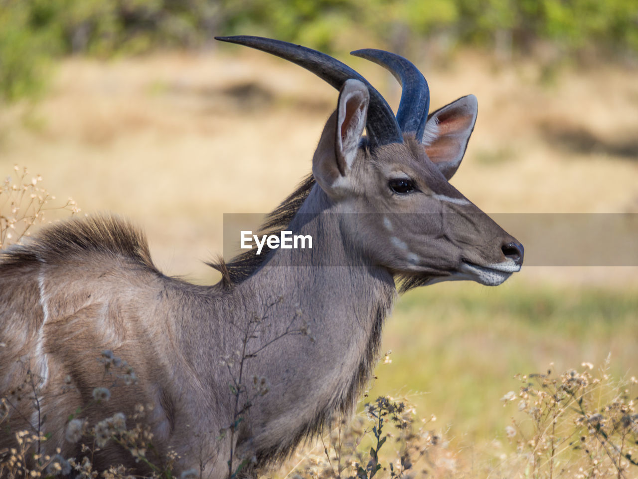 Close-up portrait of male greater kudu antelope on field, moremi game reserve, botswana