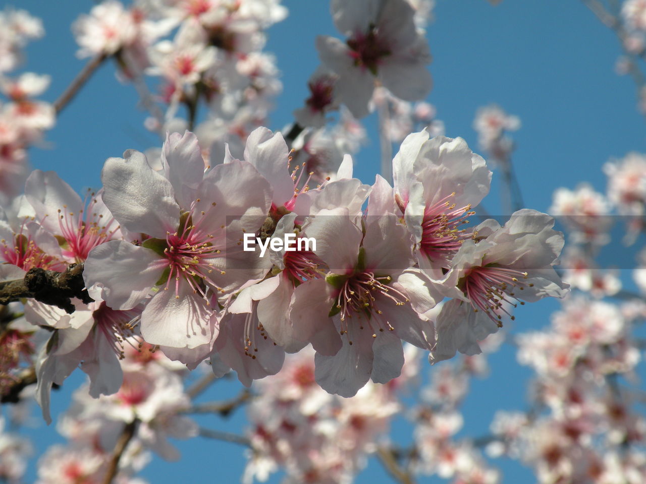 Low angle view of cherry blossoms against sky