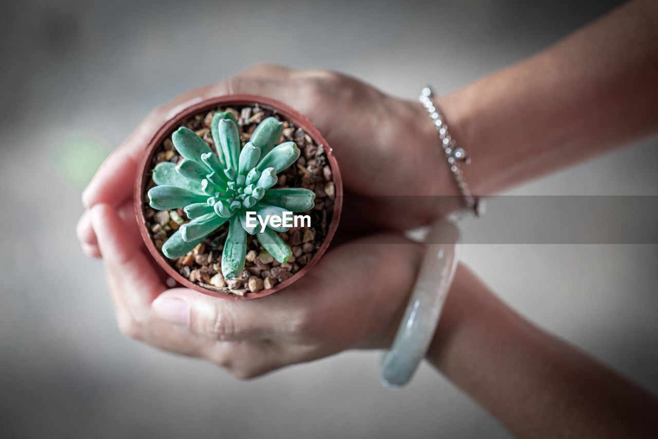 High angle view of woman hand holding succulent plant