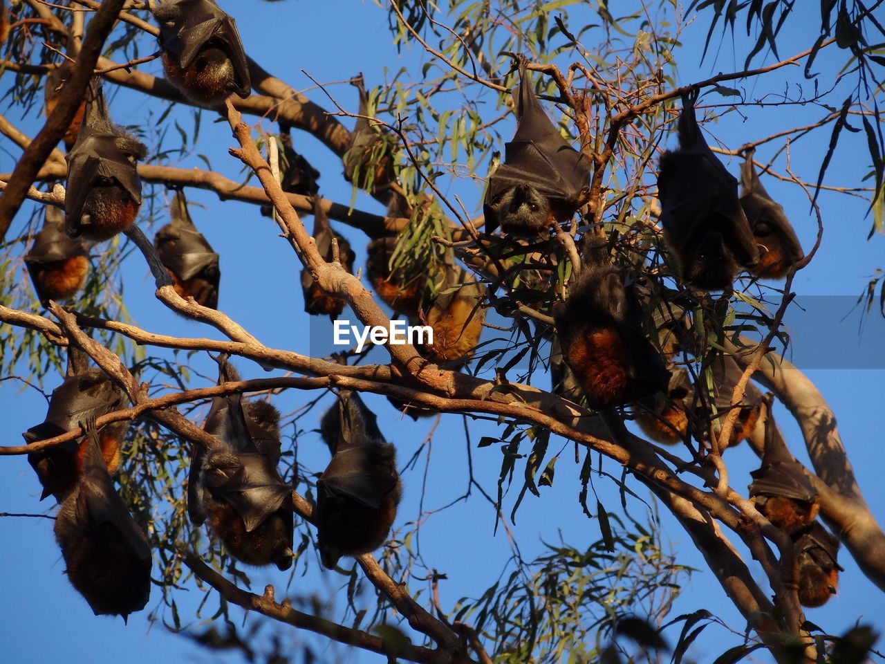 Grey-headed flying fox-pteropus poliocephalus