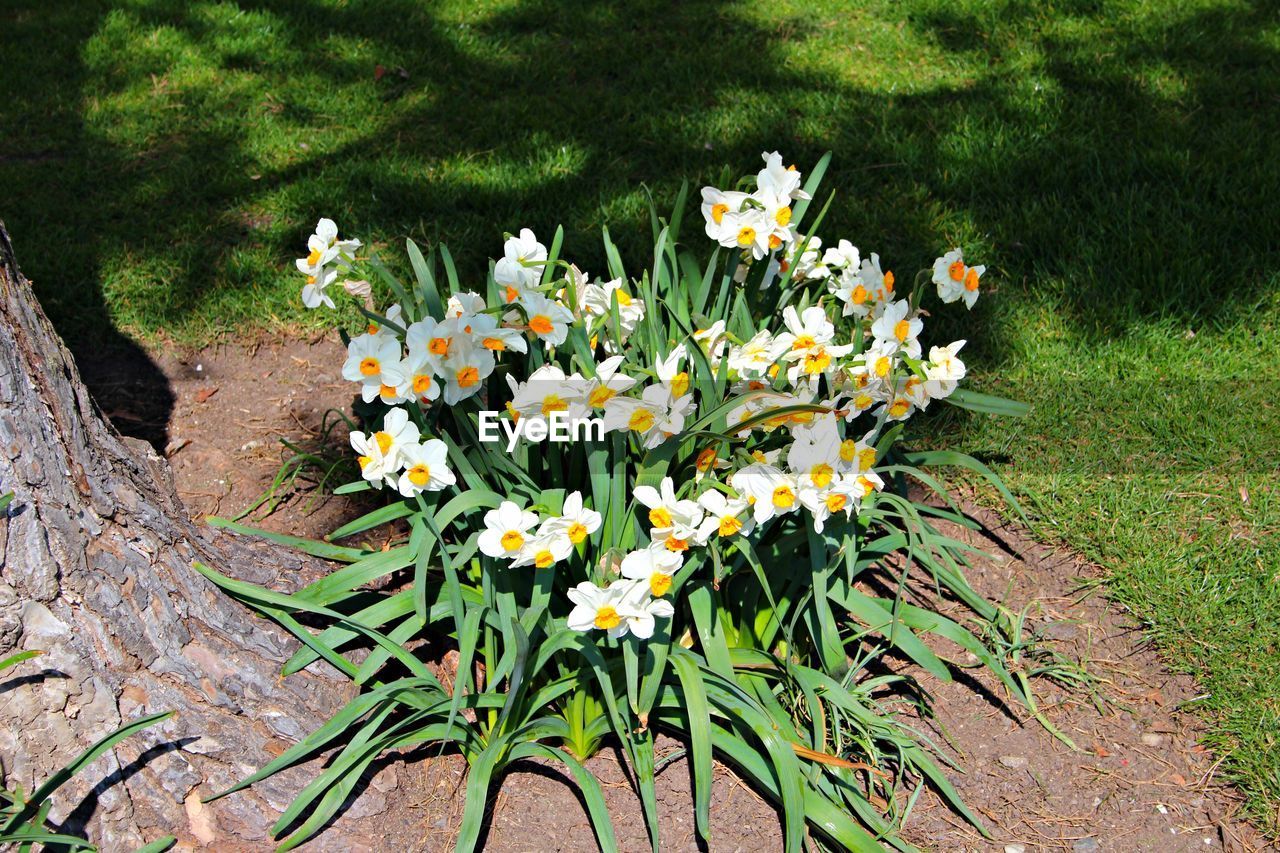 CLOSE-UP OF FLOWERS BLOOMING