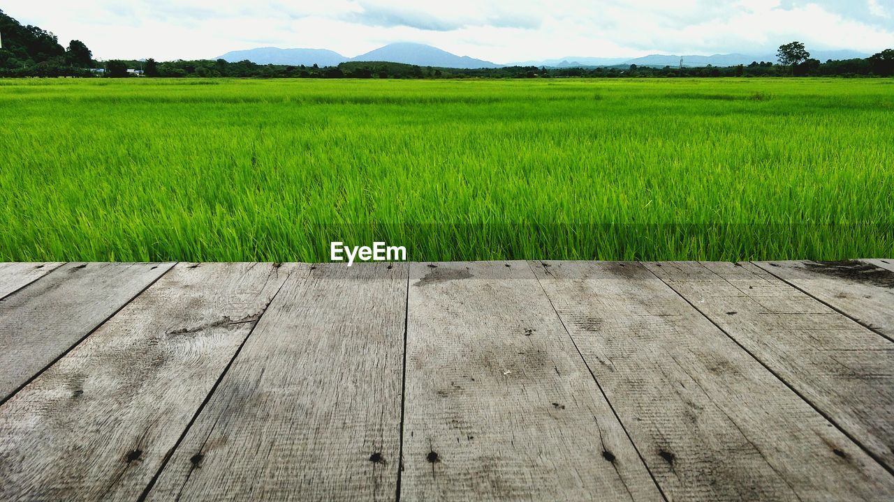 SCENIC VIEW OF AGRICULTURAL FIELD