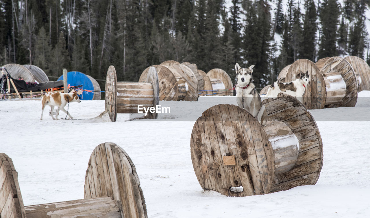Large wooden rings on snow covered landscape