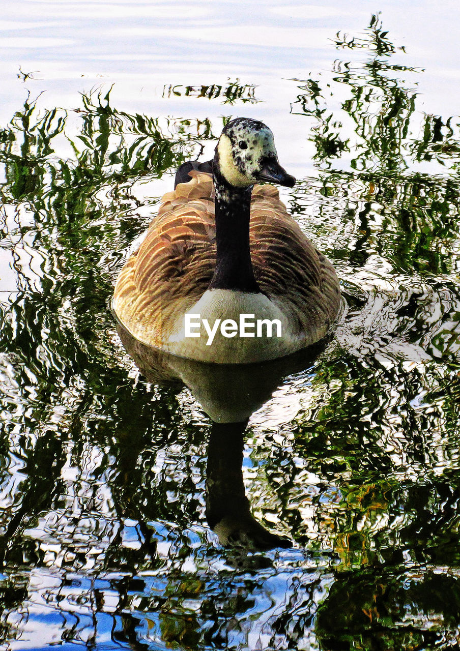 Canada goose swimming in lake