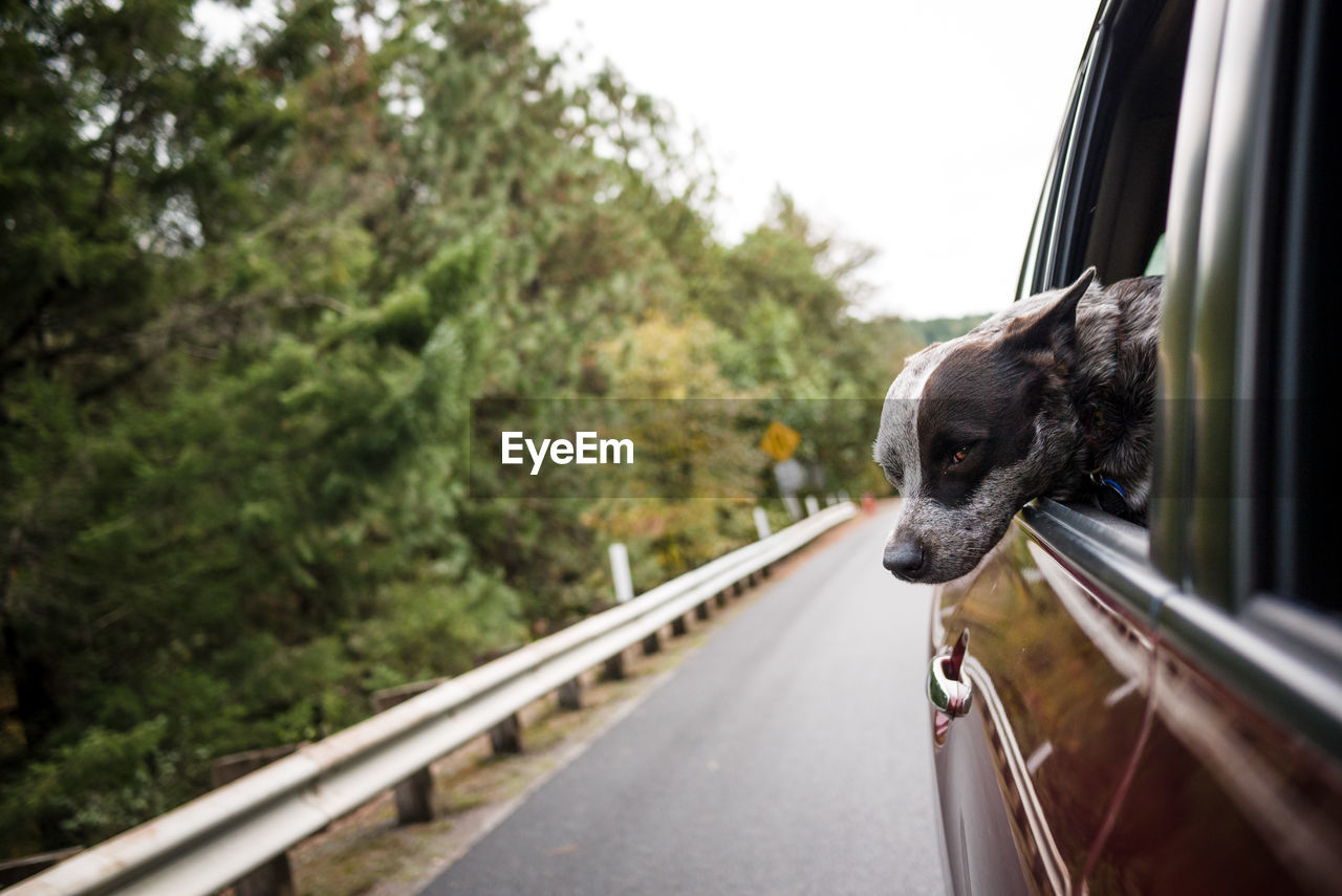 Close-up of dog in car