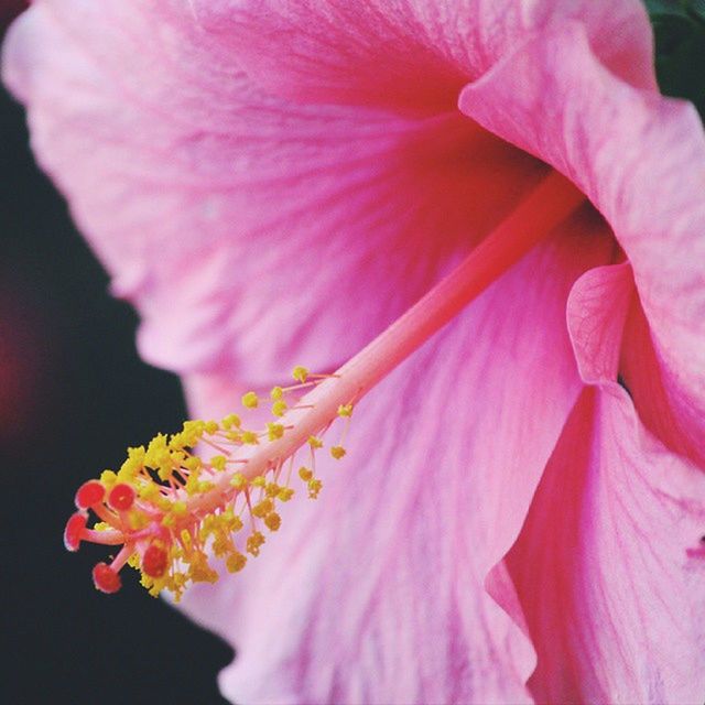 CLOSE-UP OF PINK FLOWERS