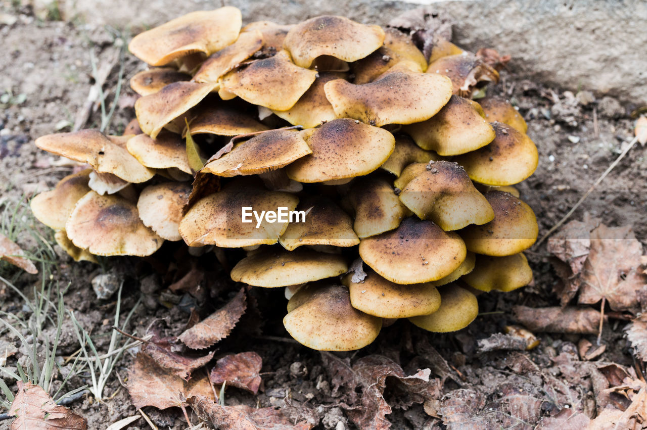 CLOSE-UP OF MUSHROOMS GROWING ON LAND