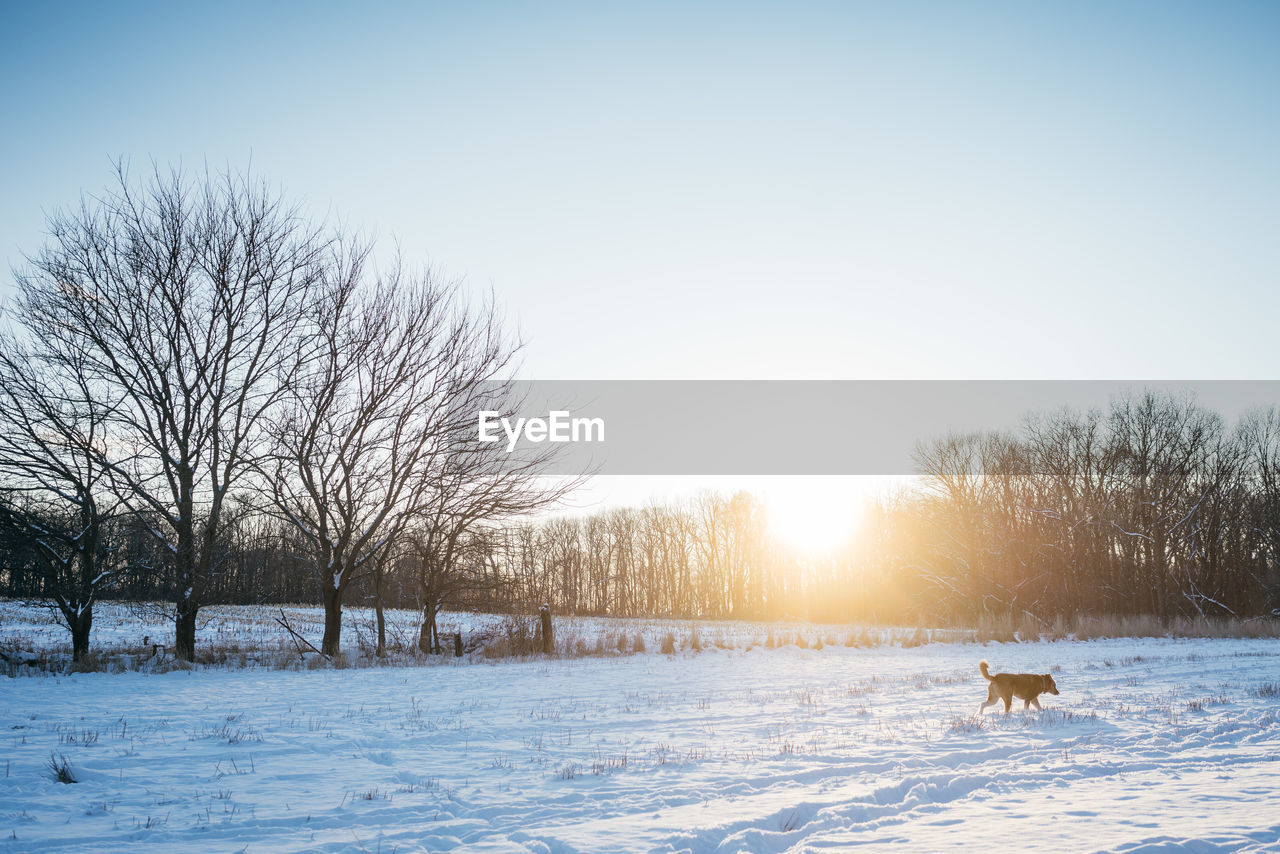 BARE TREES ON SNOW FIELD AGAINST SKY