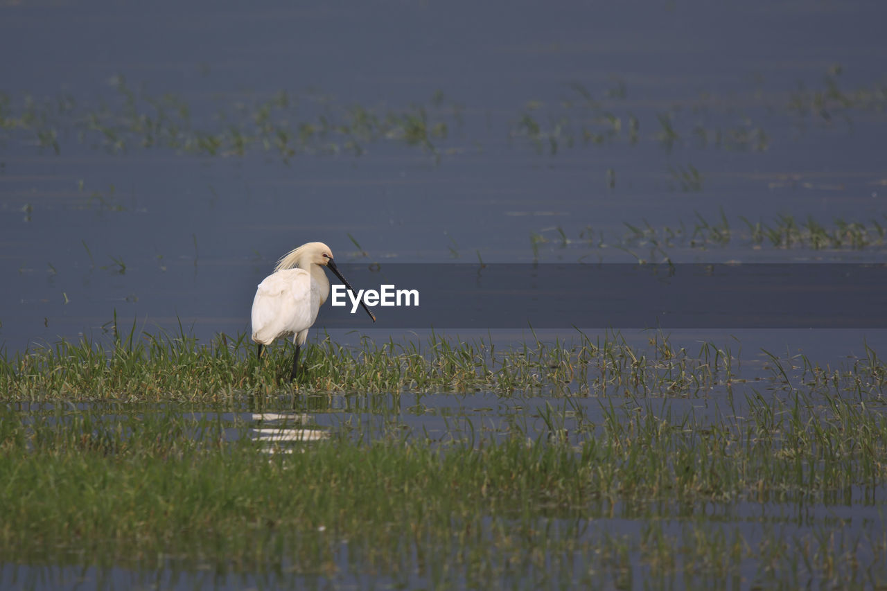 Spoonbill in lake